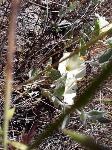 iNaturalist observation photo of Sierra False Bindweed