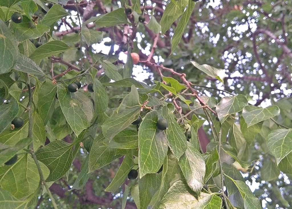 sugar hackberry from Saltillo, Coahuila, Mexico on April 29, 2019 at 07 ...