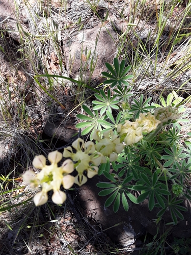 iNaturalist observation photo of lupines