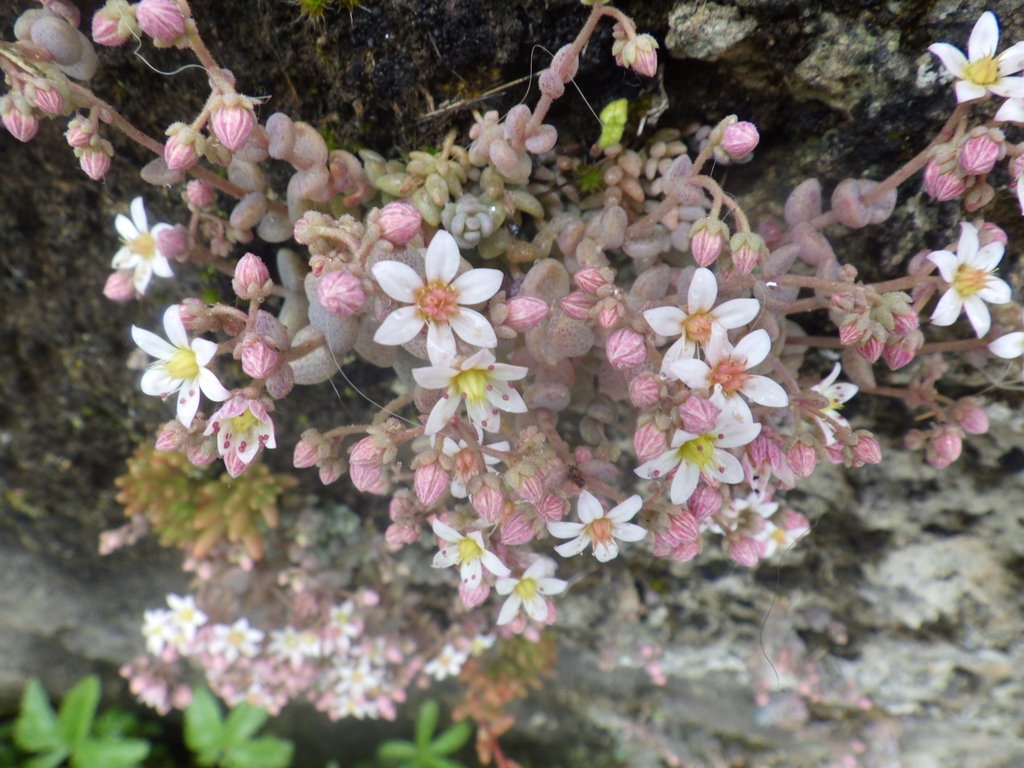 Corsican stonecrop