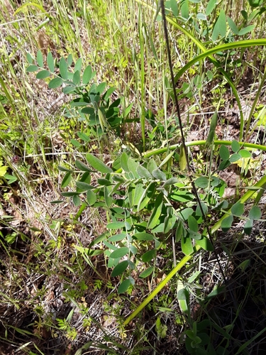 iNaturalist observation photo of Legumes