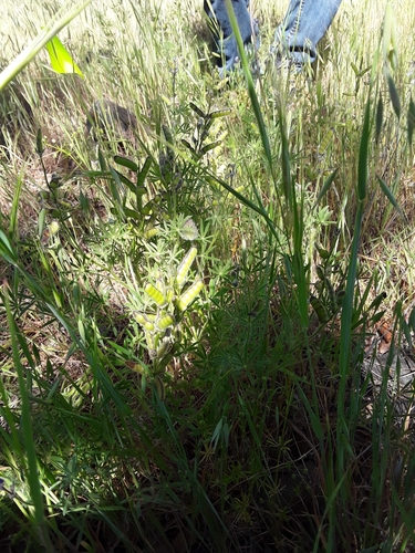 iNaturalist observation photo of Faboideae