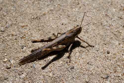 iNaturalist observation photo of Gray Bird Grasshopper