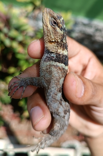 Yucatecan Blue Spiny Lizard