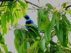 Cotinga amabilis image