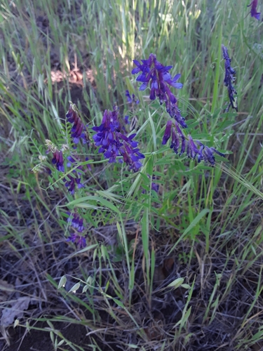 iNaturalist observation photo of hairy vetch
