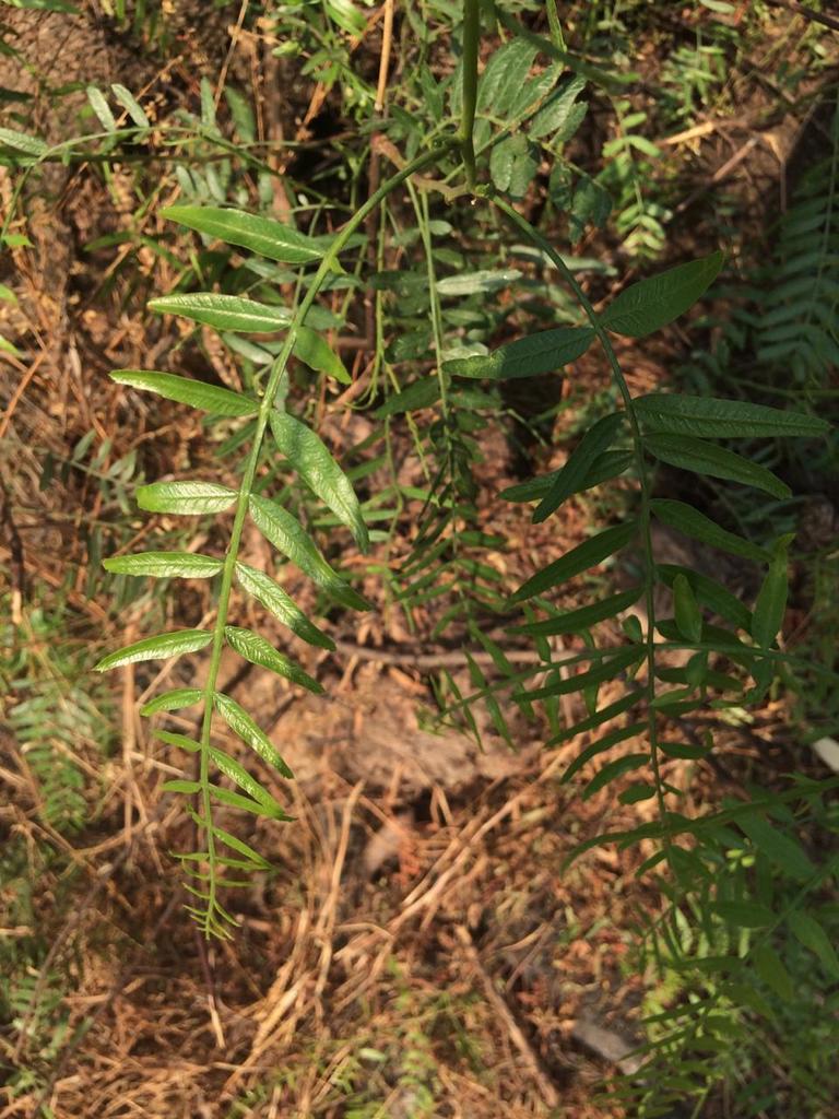 Peruvian Pepper Tree from Unnamed Road, Deportivo Huayamilpas, 04390 ...