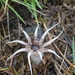 Lysurus arachnoideus - Photo (c) Wei Lee, all rights reserved, uploaded by Wei Lee