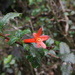 Desfontainia spinosa - Photo (c) isabelgomez, all rights reserved, uploaded by isabelgomez