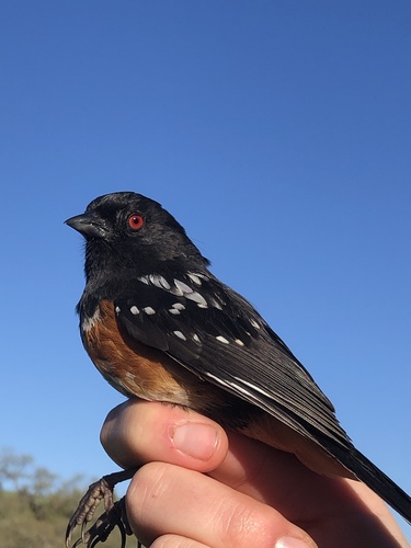 iNaturalist observation photo of Spotted Towhee
