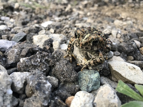 iNaturalist observation photo of Western Toad