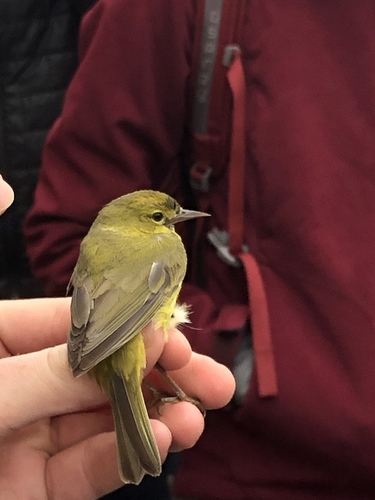 iNaturalist observation photo of Orange-crowned Warbler