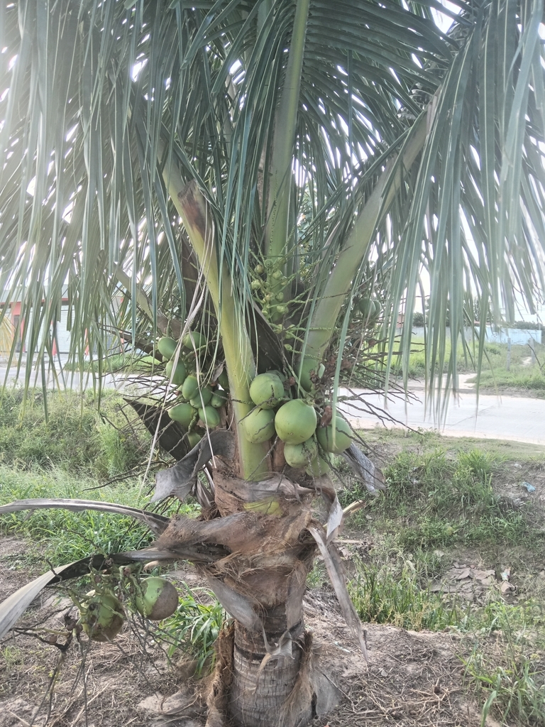 coconut palm from CR6H+R5V, Warnes, Bolivia on April 28, 2024 at 04:57 ...