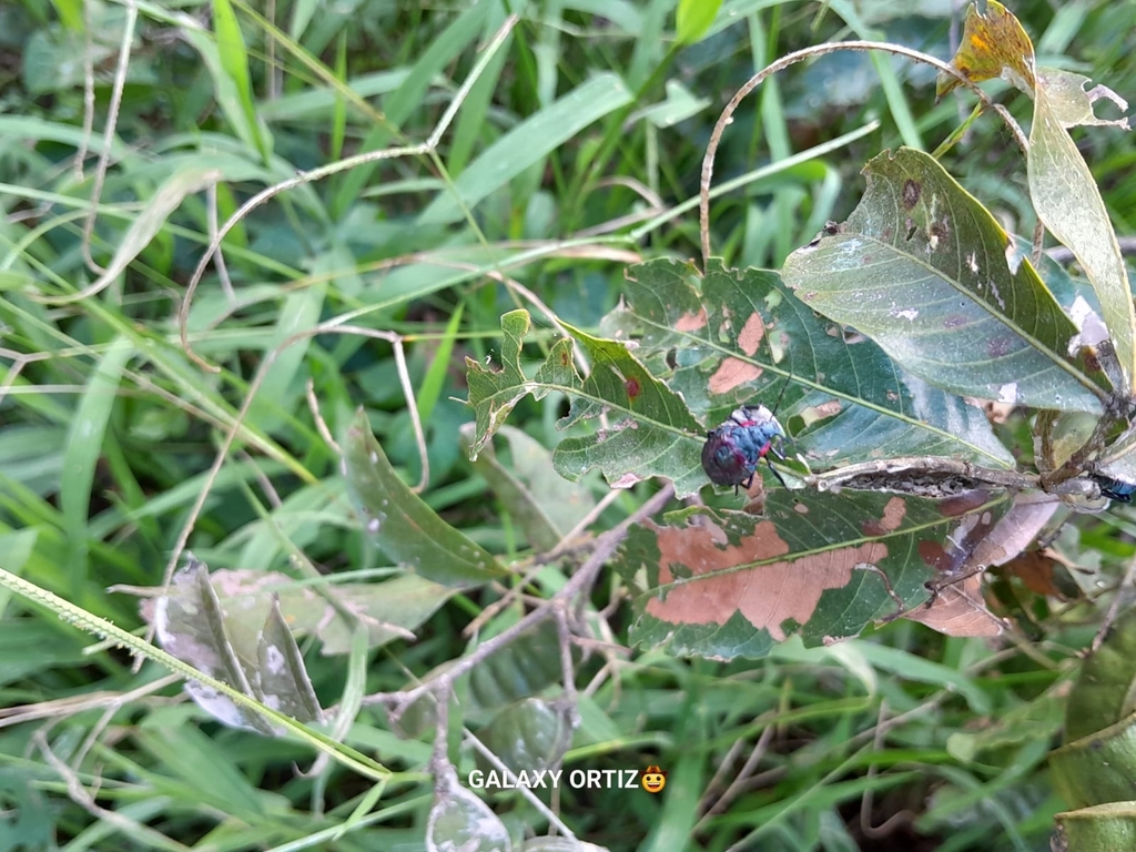 Winged and Once-winged Insects from Loma Suárez on April 28, 2024 by ...