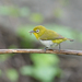 Warbling White-Eye - Photo (c) Dan LaVorgna, all rights reserved, uploaded by Dan LaVorgna