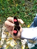 Heliconius erato amphitrite - Photo (c) Cesia Salvatierra, all rights reserved, uploaded by Cesia Salvatierra