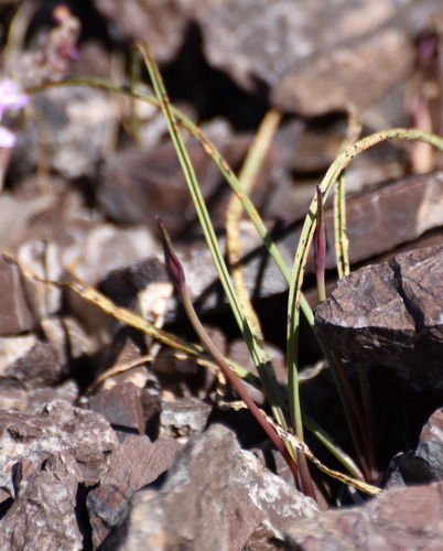 Hooker's Onion foliage