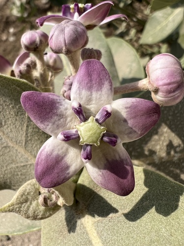 giant milkweed