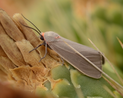 Pygarctia murina Stretch, 1885