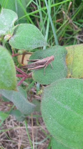 Observations by melanosuchus · iNaturalist