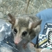 Buff-bellied Fat-tailed Mouse Oppossum - Photo (c) Neu Bot, all rights reserved, uploaded by Neu Bot