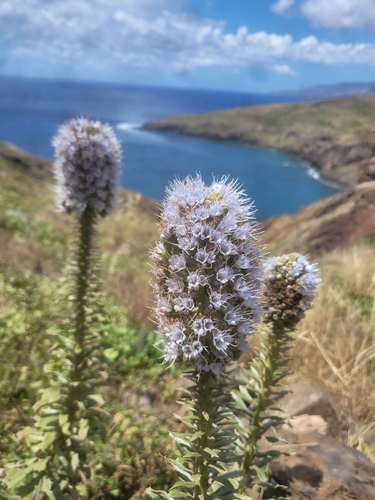 Coastal Pride of Madeira