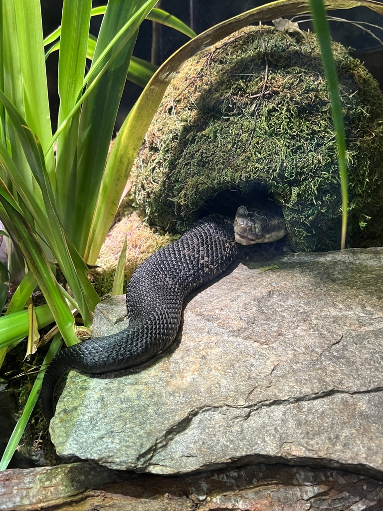 Northern Cottonmouth from North Carolina Aquariums, Manteo, NC, US on ...