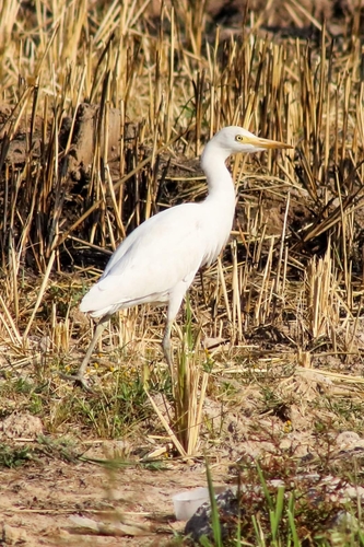Western Cattle-Egret
