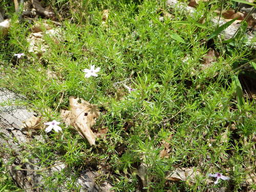 Phlox subulata ssp. brittonii