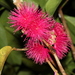 Syzygium malaccense - Photo (c) Robert Carrion, כל הזכויות שמורות, הועלה על ידי Robert Carrion