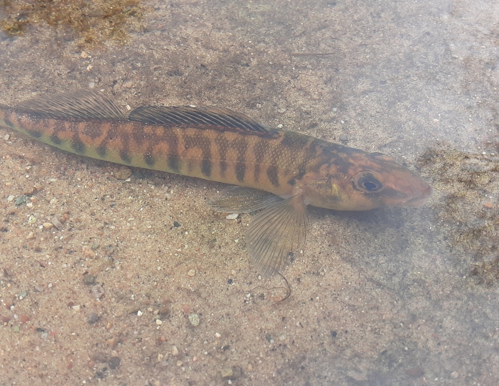 Common Logperch (Percina caprodes) - Marine Life Identification