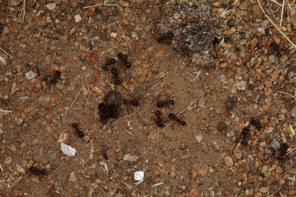 Myrmicine Ants from San Diego County, CA, USA on April 29, 2019 at 02: ...