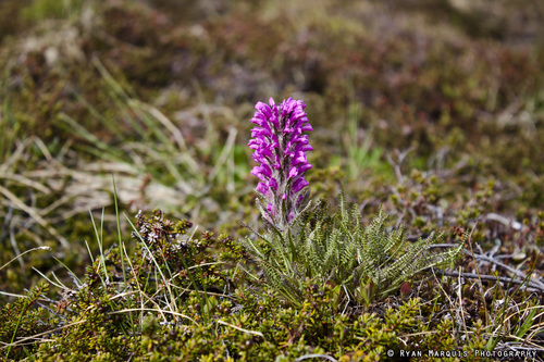 Woolly Lousewort