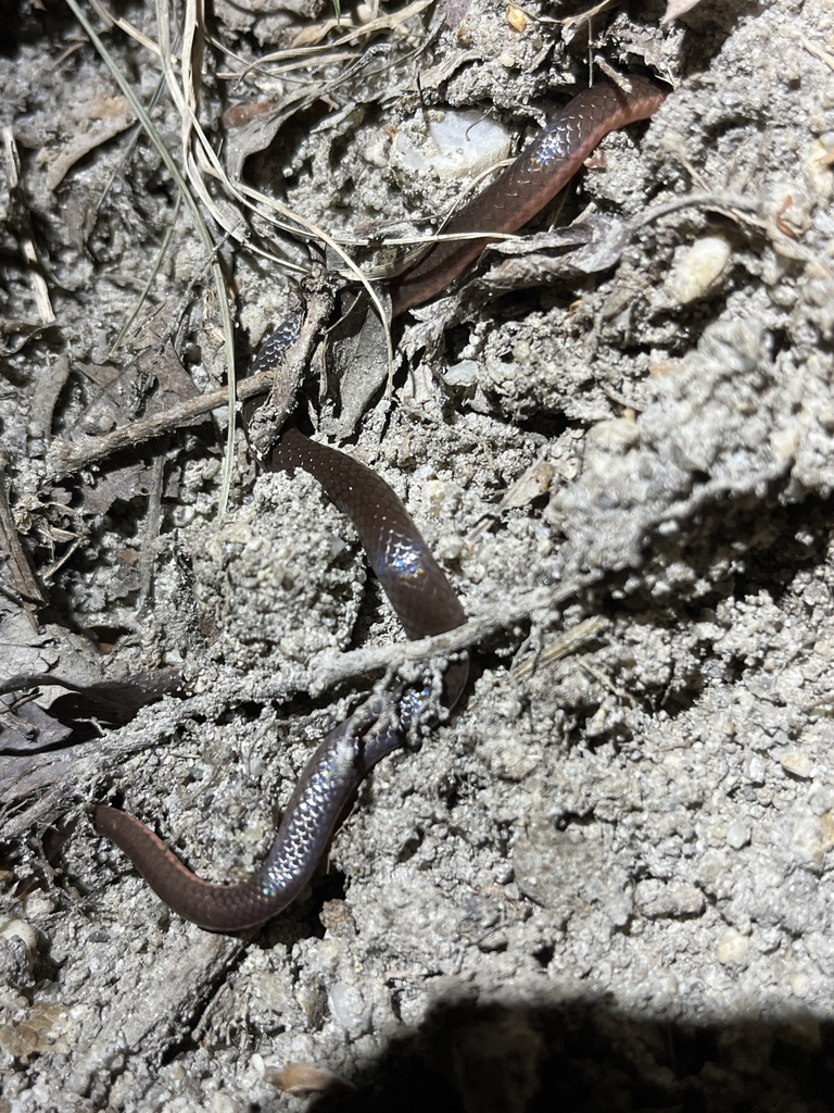 Carphophis amoenus amoenus in April 2024 by Bull Bolo · iNaturalist