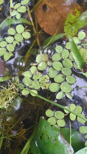 Observations by melanosuchus · iNaturalist