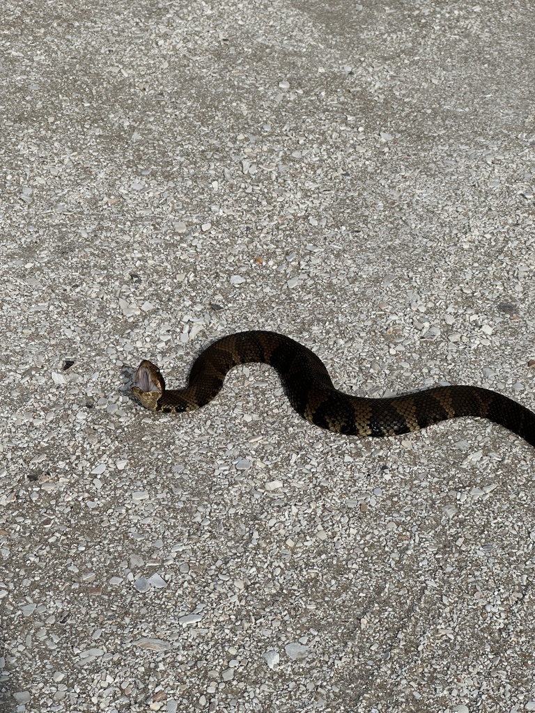 Northern Cottonmouth from Cape Hatteras National Seashore, Buxton, NC ...