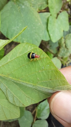 Observations by melanosuchus · iNaturalist