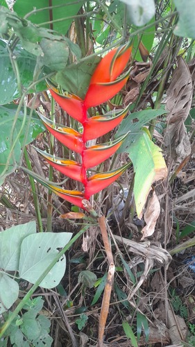 Observations by melanosuchus · iNaturalist