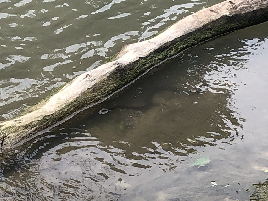 Plainbellied Watersnake from San Marcos River, Gonzales, TX, US on