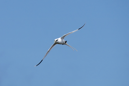 White-tailed Tropicbird