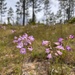 Penstemon dissectus - Photo (c) Claire Jarvis, όλα τα δικαιώματα διατηρούνται, uploaded by Claire Jarvis