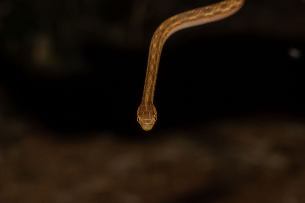 Amazon Coastal House Snake from VPJ7+H6 Sentier Vidal, RemireMontjoly