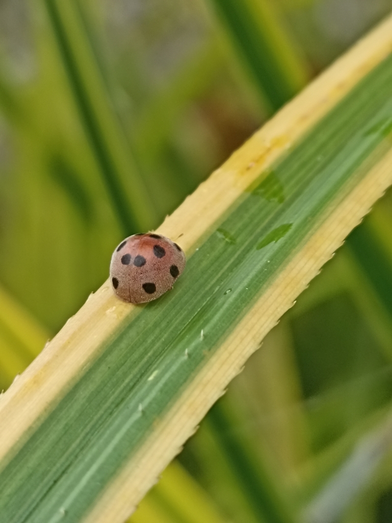 Hadha Insect Hadda Beetle from 9RH9+3VM, Tagum, Davao del Norte, Philippines on ...