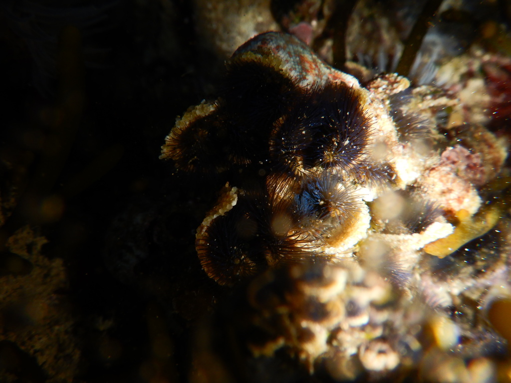 Cape Reef-worm from Dalebrook Rd, South Africa on April 29, 2019 at 08: ...