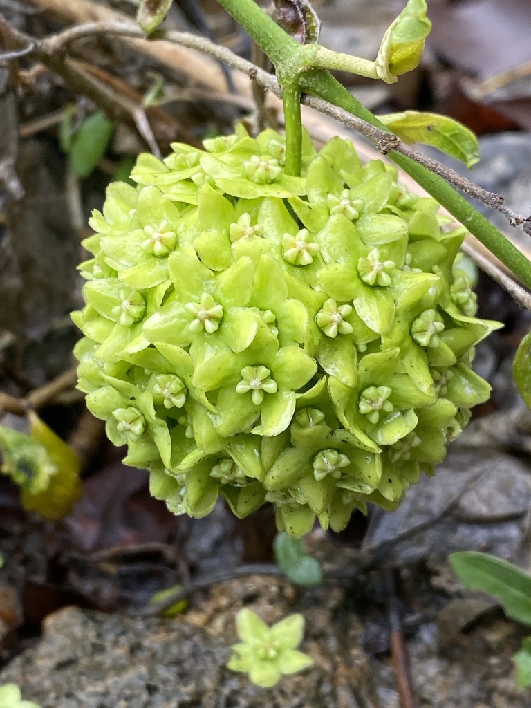 Genus Stephanotis  iNaturalist