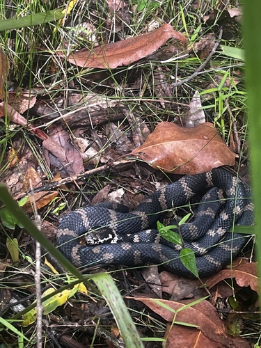 Stephens' Banded Snake sighting