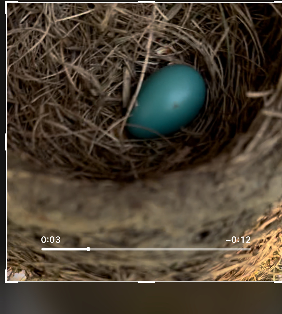 Birds from Wildwood Ct, Willoughby, OH, US on April 25, 2024 at 0834