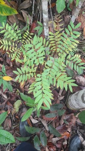 Observations by melanosuchus · iNaturalist