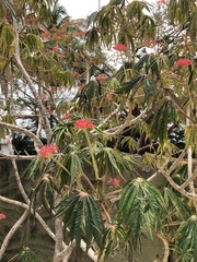 Jatropha multifida image