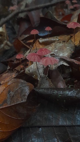 Observations by melanosuchus · iNaturalist